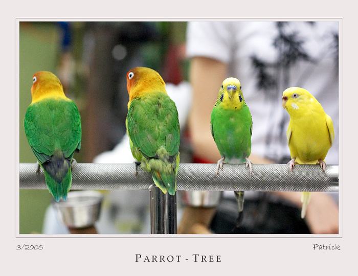 Lovebird And Budgie Samples And Galleries Forum Digital Photography Review