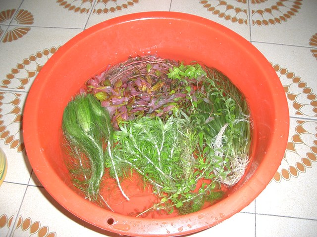 圖檔