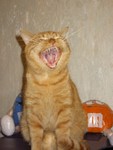 cat