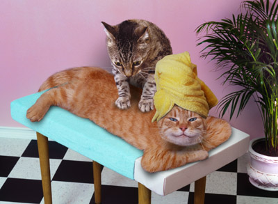 http://images2.fotop.net/albums/priscillakan/misc/AA_massagecat.jpg