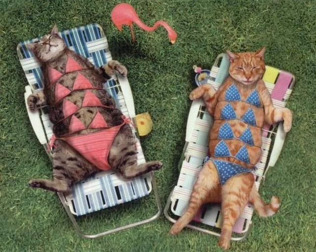 http://images2.fotop.net/albums/priscillakan/misc/Sunbathers.jpg