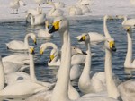 2004 Hokkaido
Swan Lake (2)
