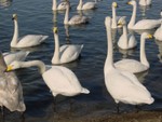 2004 Hokkaido
Swan Lake (3)