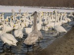 2004 Hokkaido
Swan Lake (4)