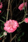 23012008_Festive Walk_Peach Blossoms00012