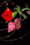23012008_Festive Walk_Peach Blossoms00013