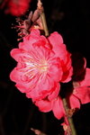 23012008_Festive Walk_Peach Blossoms00014