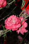 23012008_Festive Walk_Peach Blossoms00015
