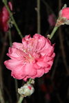 23012008_Festive Walk_Peach Blossoms00016