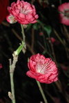 23012008_Festive Walk_Peach Blossoms00019
