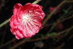 23012008_Festive Walk_Peach Blossoms00020