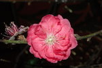 23012008_Festive Walk_Peach Blossoms00021