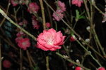 23012008_Festive Walk_Peach Blossoms00022
