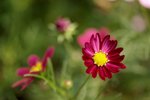 17032009_Hong Kong Flower Show_Cosmos(��^)00022