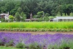 �I�}�����L-�Ȧ���(2)
2004JulyHokkaido