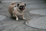 IMG_2188
