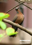 IMG_6336