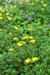 IMG_3712 (Medium)