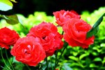 IMG_3880 (Large)