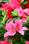 IMG_8865 (Custom)
