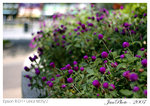 janphoto-00002