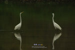 IMGPx663s1c
