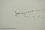 IMGPx683s1c