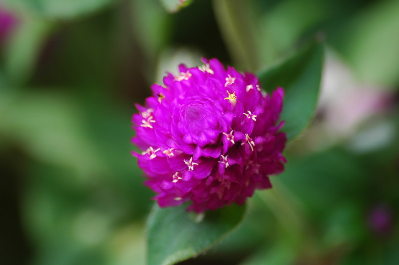 DSC_0034.jpg