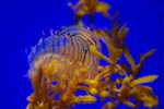 ������