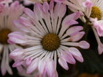 P1010533