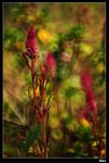 IMG_2542