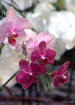DSC08559a