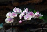 DSC08590a