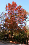 DSC_1335_aa