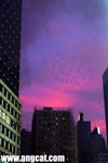 R0010456-purple-aa