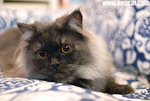 BFC_0437-cheesetoffee