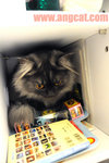 DSC_0534-toffee-aa