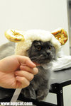 DSC_0570-sheep-aa