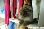 DSC_1470-toffee-aa