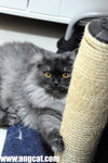 DSC_1738-toffee-aa