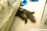 DSC_4017-cat