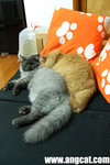 DSCF2455-a