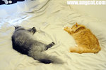 DSC_1506-lazy-aa