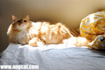 DSC_1397-cheese-aa