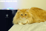 DSC_1421-c-aa