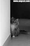 DSC_1705-c-bw-aa