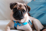 DSC_9671-deedee