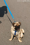 DSC_9682-deedee