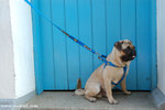 DSC_9743-deedee