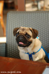 DSC_9764-deedee